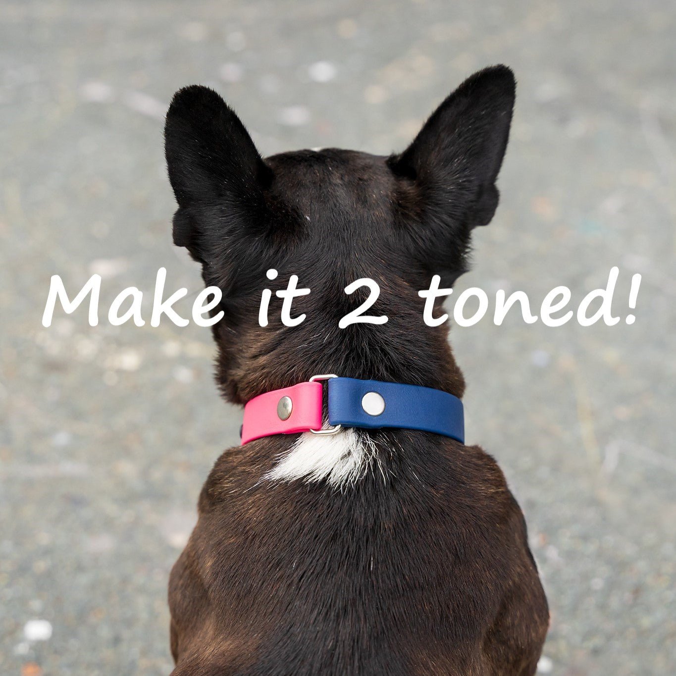 3/4" Wide Traditional Buckle Biothane Dog Collar - Get Dirty Pet Gear
