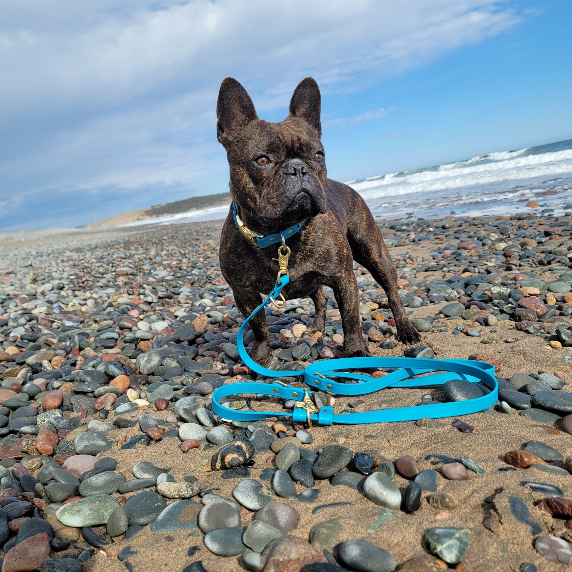 3/4" Wide Traditional Trigger Snap Hands Free Leash - Get Dirty Pet Gear